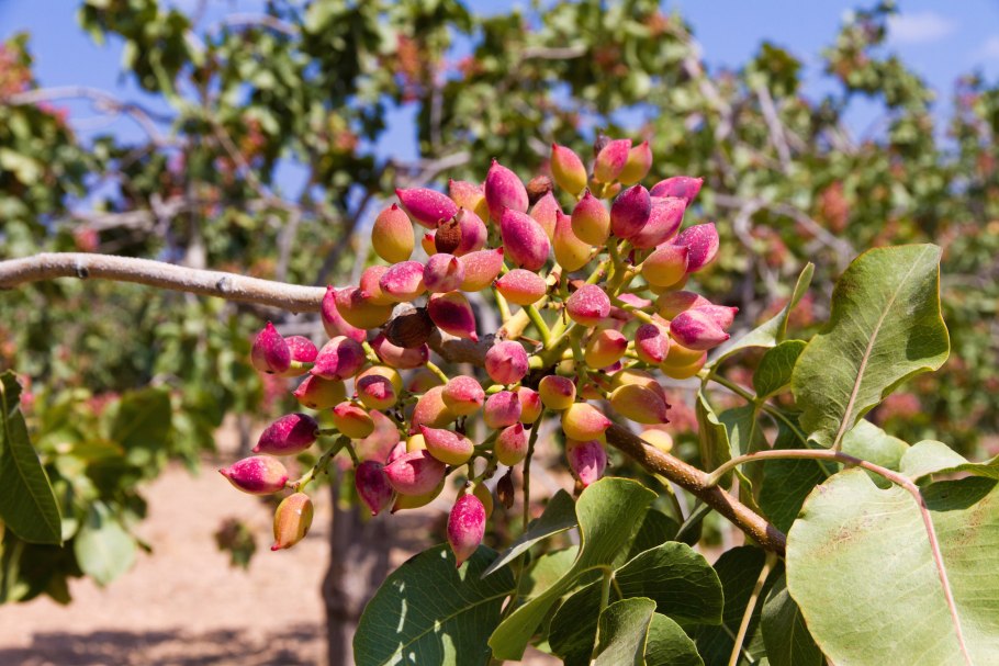 Фисташка туполистная