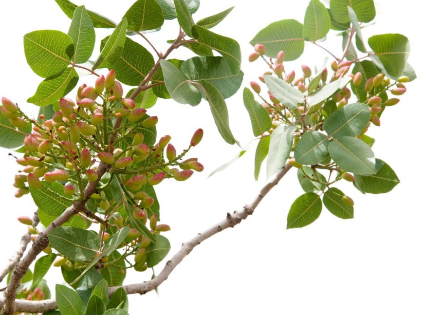 Фисташковое дерево далма