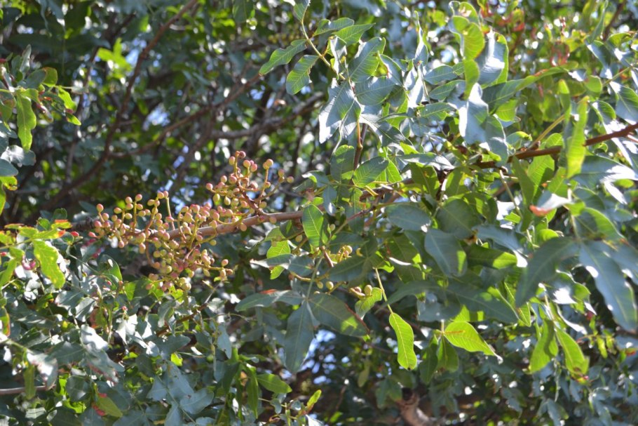 Фисташка туполистная