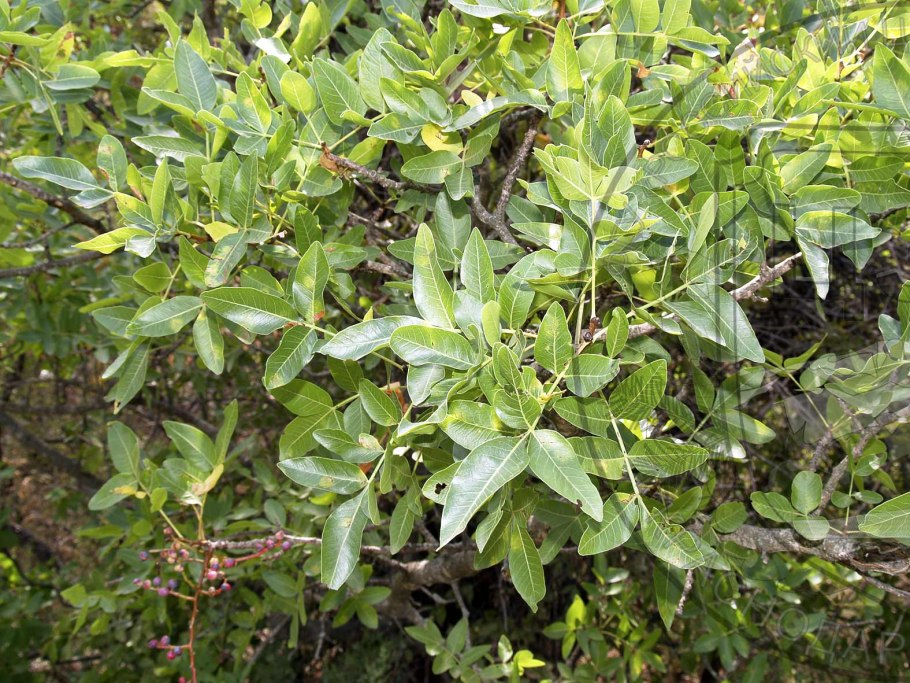 Фисташка туполистная