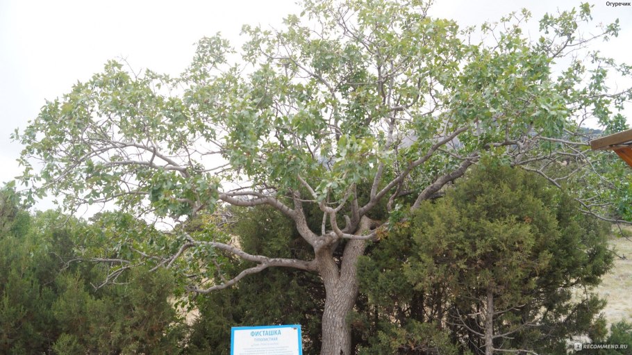 В Турции растут фисташки