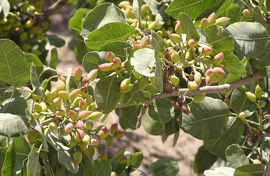 Ива туполистная