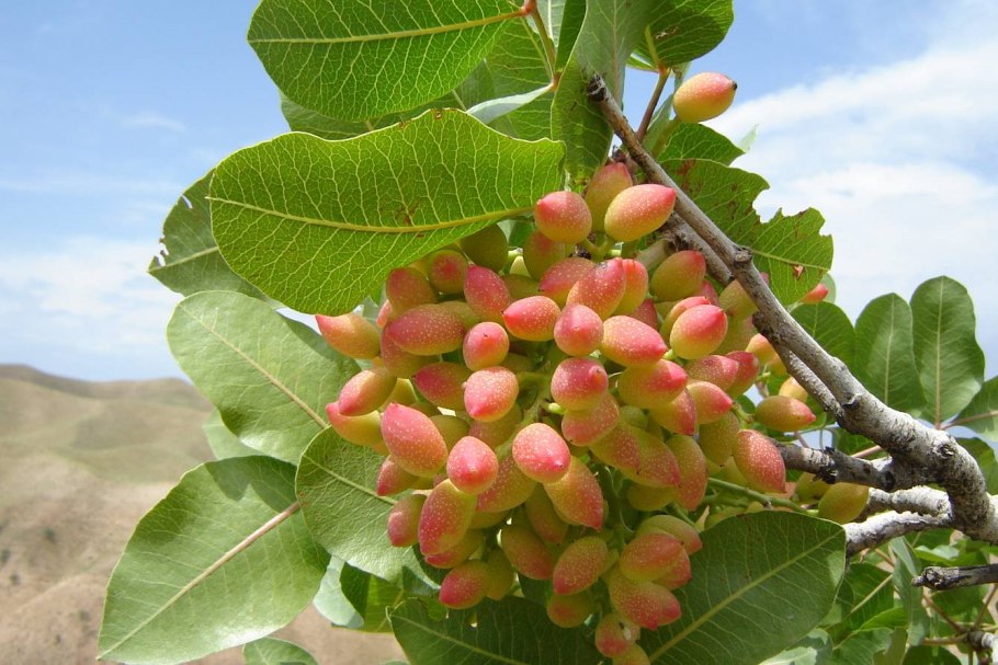 Мастиковое дерево