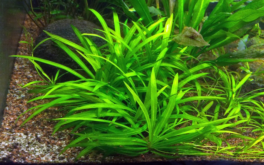 Marsilea hirsuta/ Марсилия хирсута
