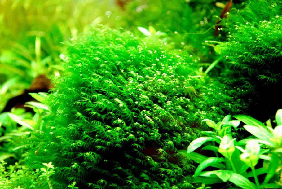 Гигрофила Пиннатифида Hygrophila pinnatifida