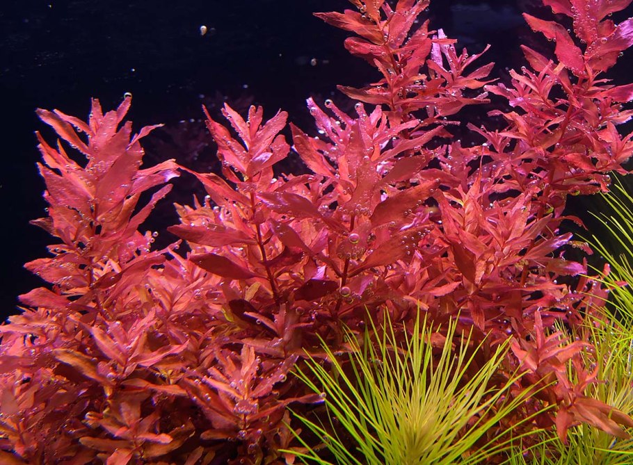 Cryptocoryne парва