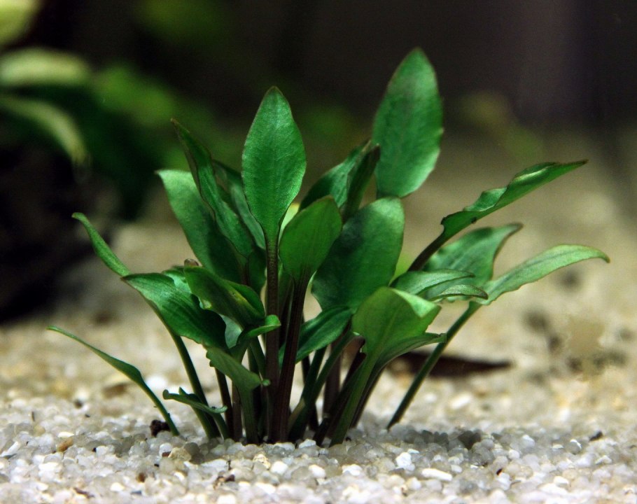 Vesicularia ferriei