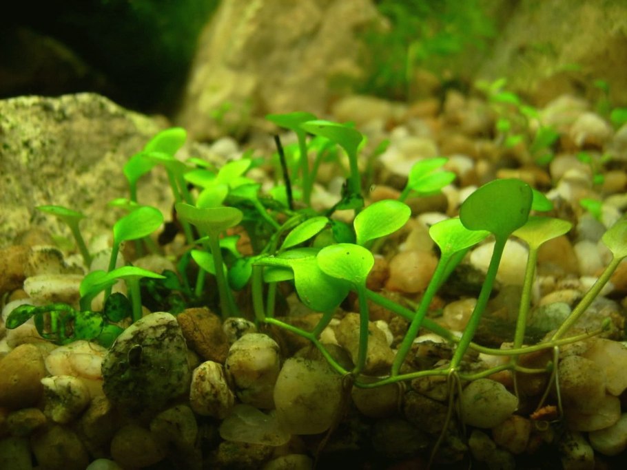 Мох Fissidens fontanus