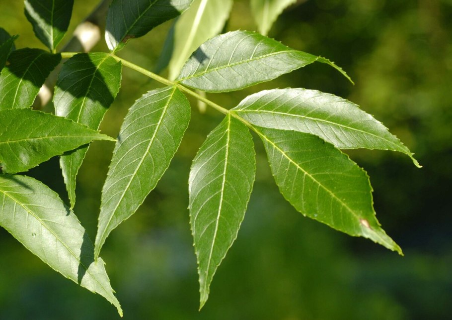 Ясень обыкновенный -Fráxinus Excélsior