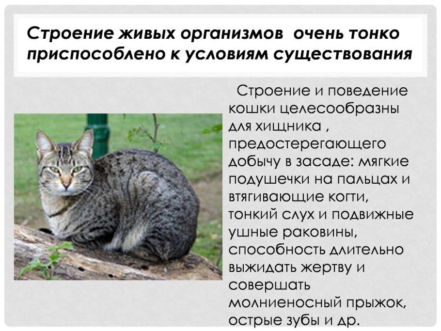 Таблица Клевер Луговой и ползучий