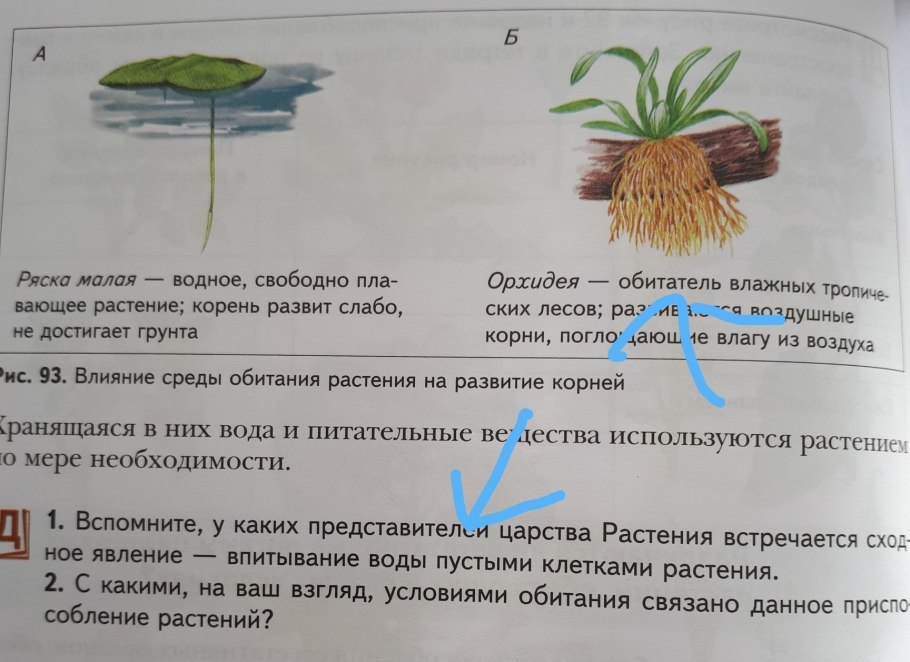 Лилия кудреватая корень