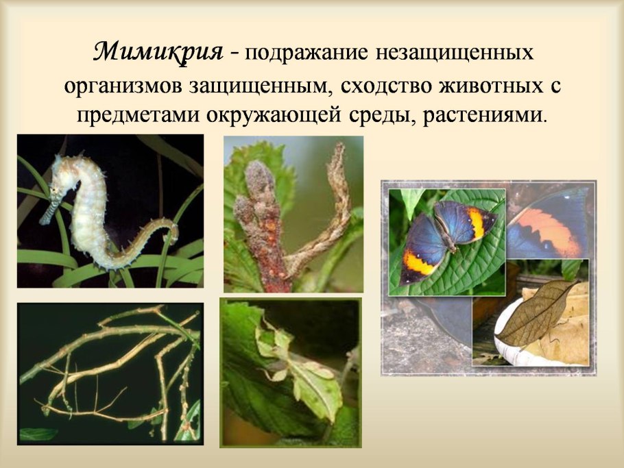 Таблица отряды насекомых 7 класс биология