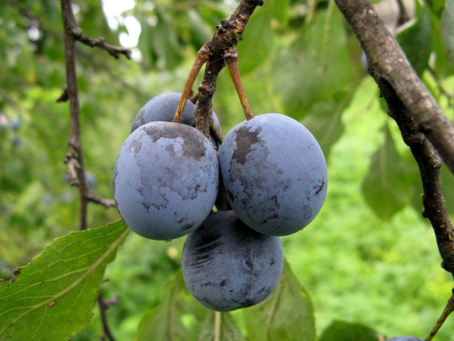 Терн (Prunus spinosa)