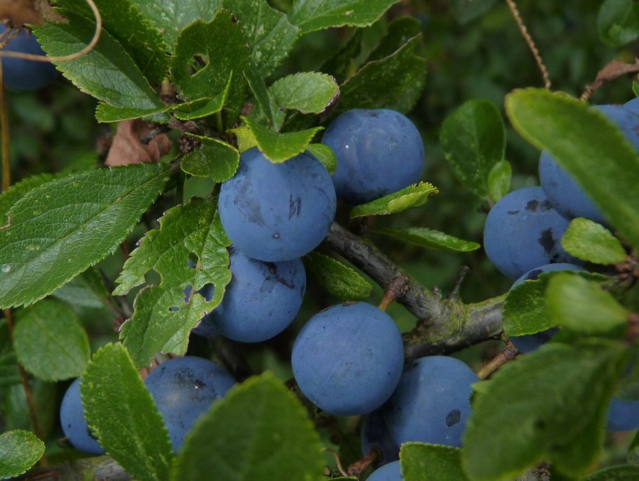 Терн (Prunus spinosa)