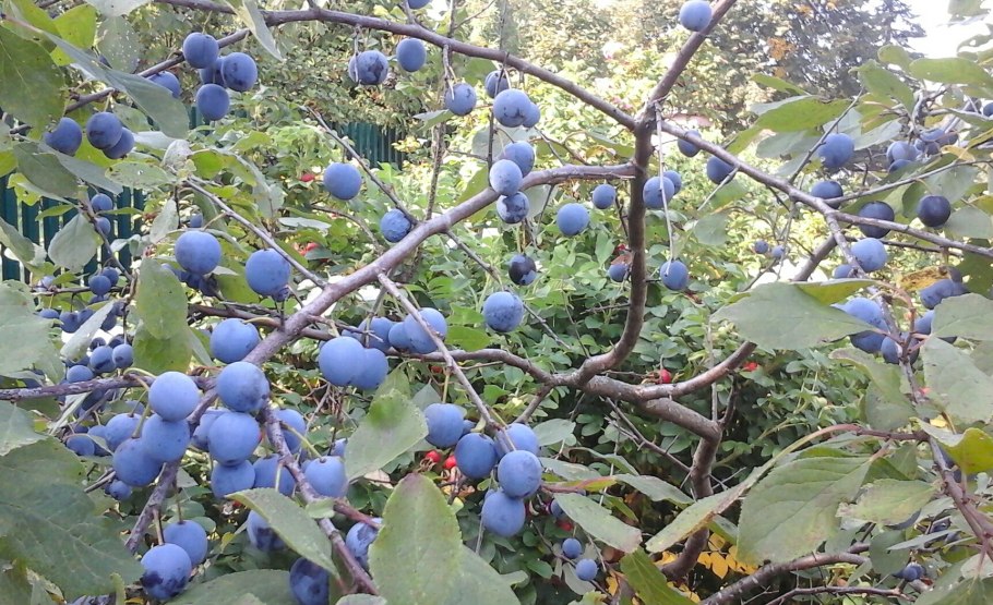 Тёрн Терновый куст