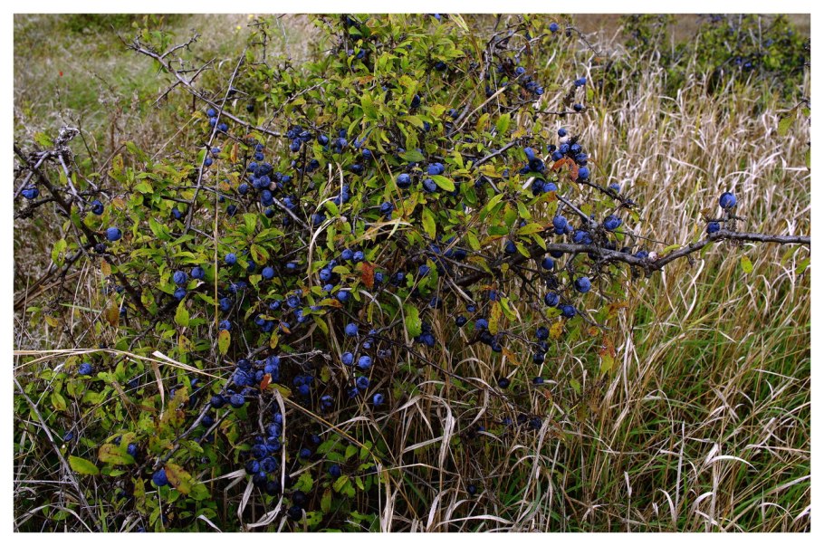 Терн (Prunus spinosa)