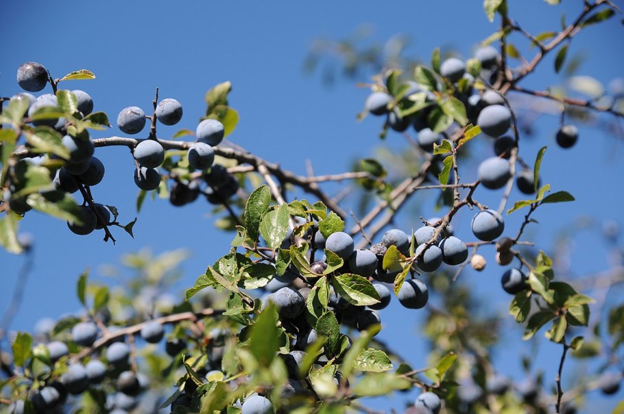 Синяя ягода Терн