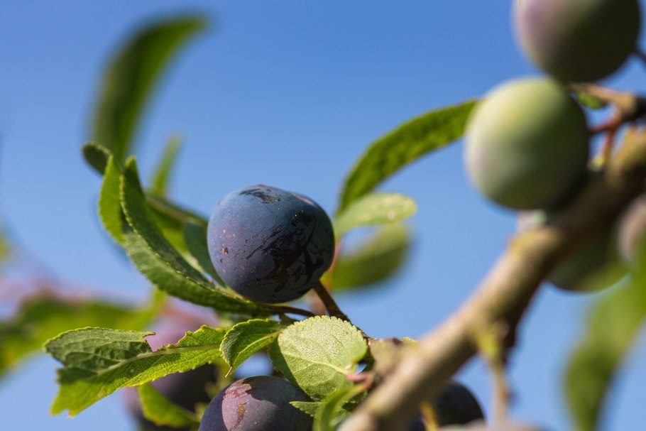 Терновник куст