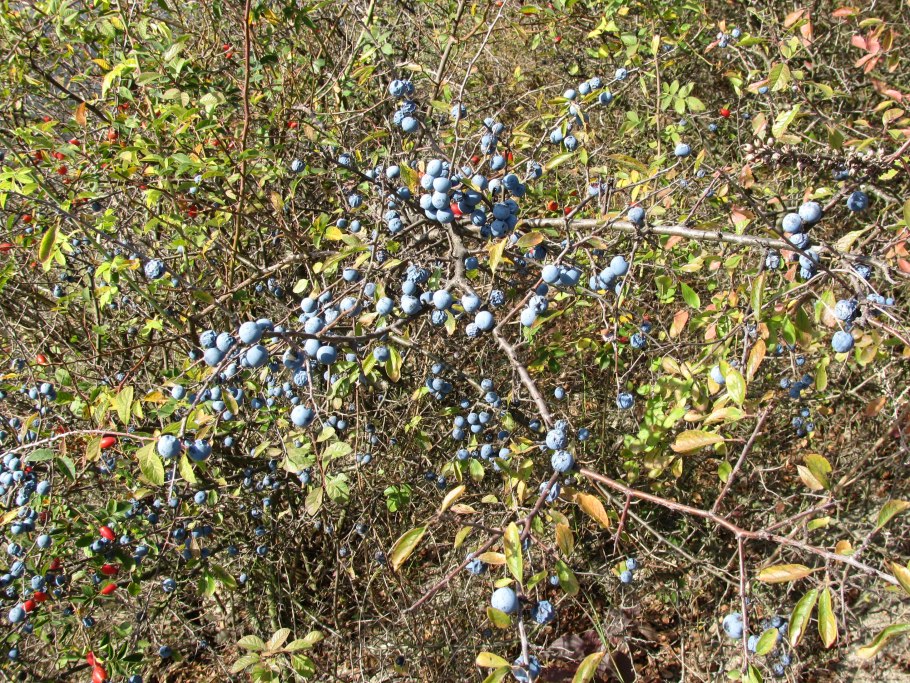 Терновник комнатный