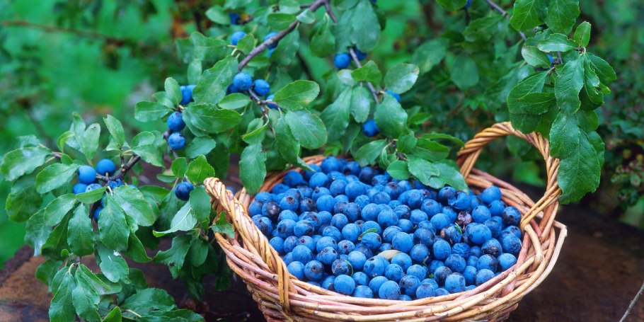 Слива колючая (Терн) (Prunus spinosa)