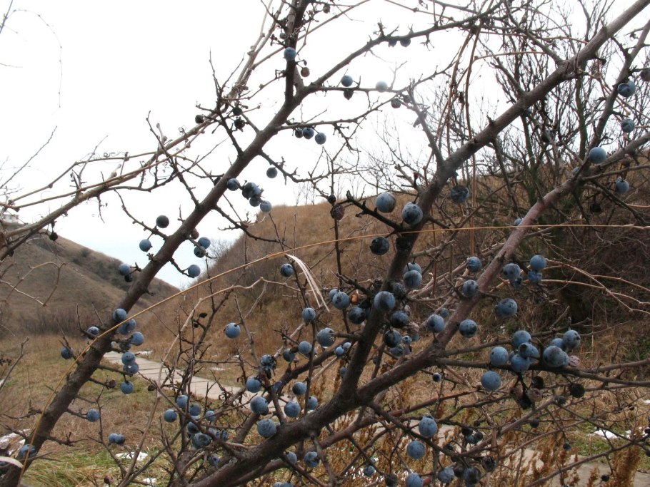 Терн (Prunus spinosa l.)