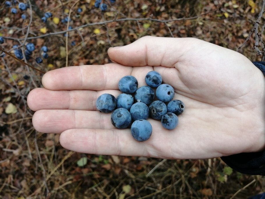 Слива колючая Терн