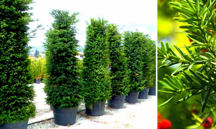 Тисс ягодный Давид Taxus baccata David