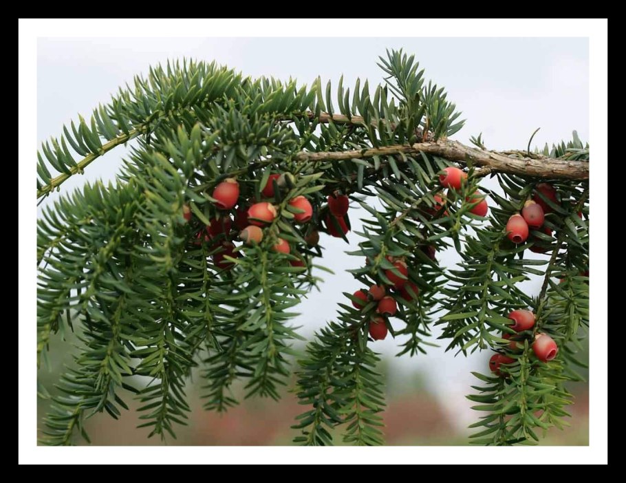 Тисс ягодный (Taxus baccata