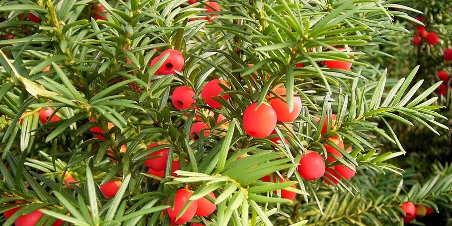 Тис ягодный taxus baccata