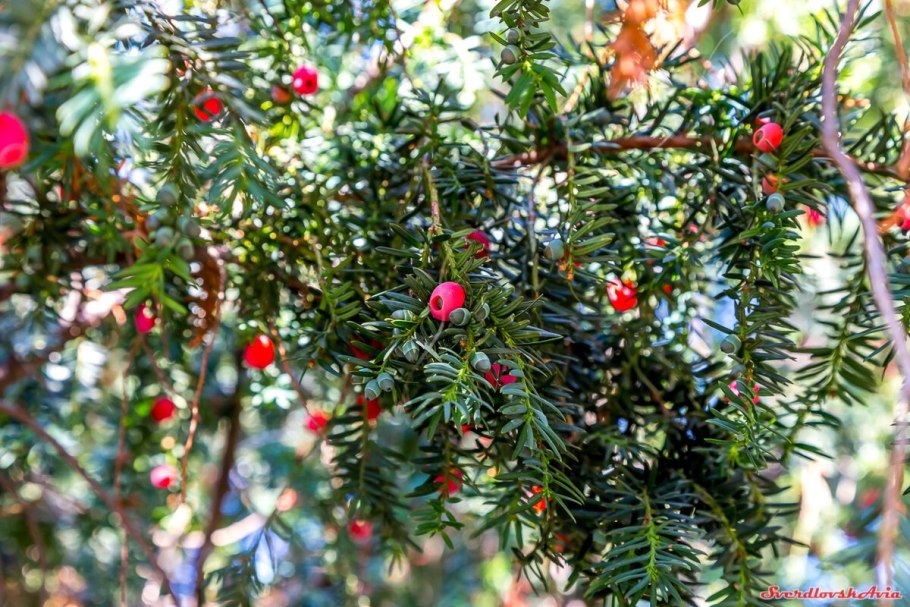 Тис ягодный Taxus baccata