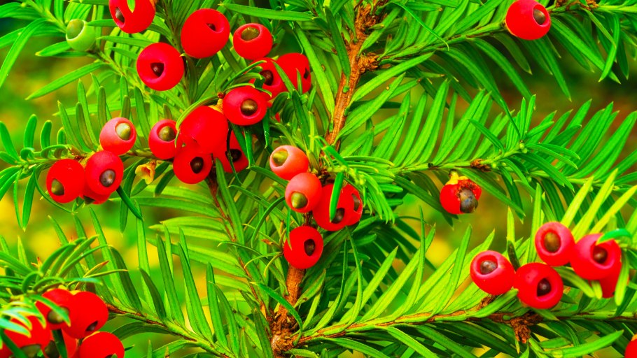 Тис ягодный (Taxus baccata David p9)