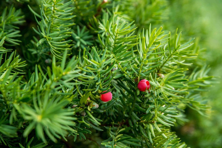 Taxus baccata ciotola Pon-Pon