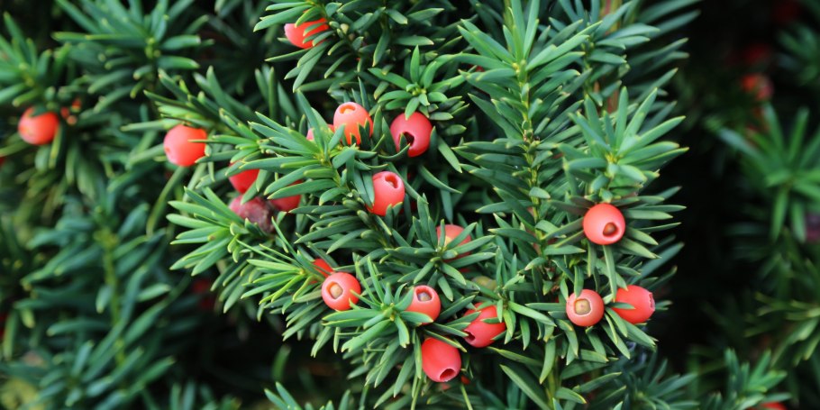 Тис ягодный (Taxus baccata David p9)