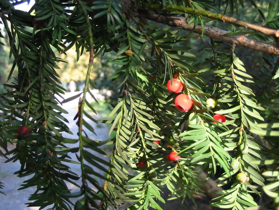 Крымская пихта ягоды