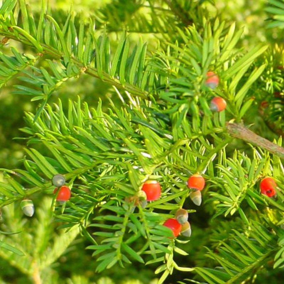 Тисс ягодный (Taxus baccata
