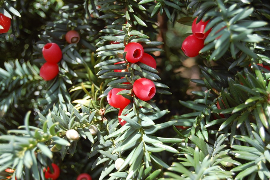 Taxus baccata