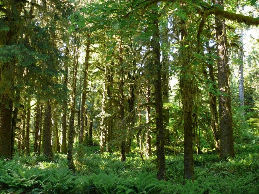 Обои на рабочий стол хвойный лес