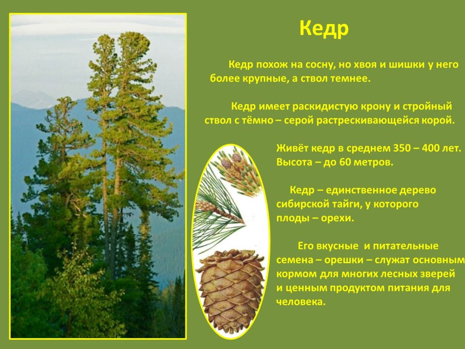 Кедр сообщение для 4 класса