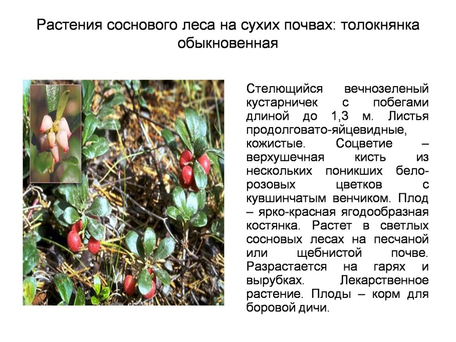 Растения соснового леса