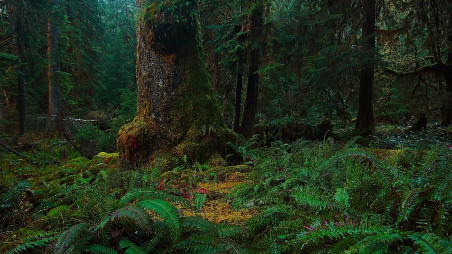 Ельник Папоротниковый