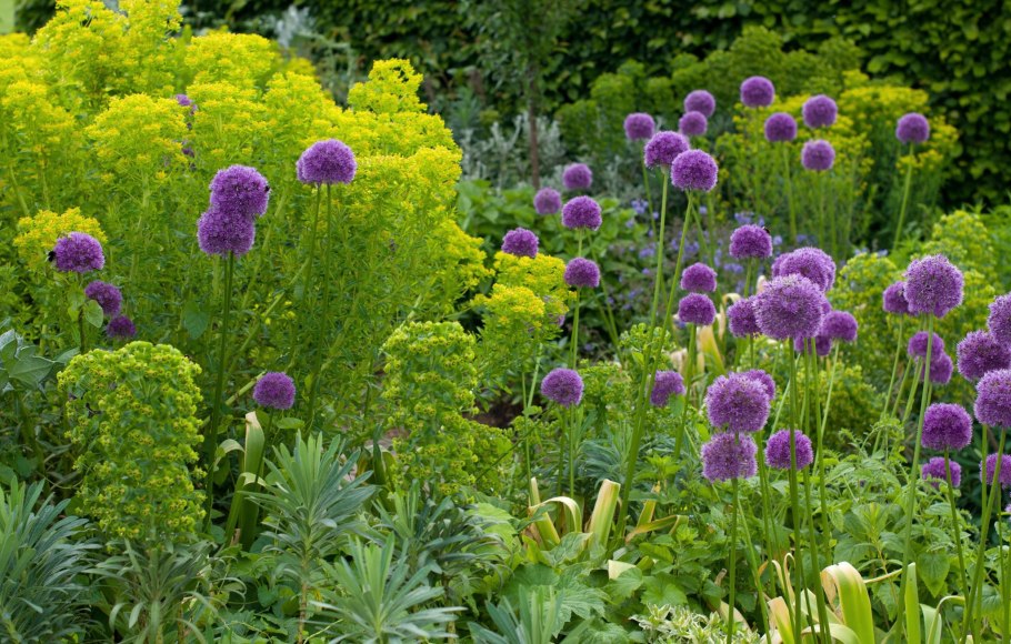 Шалфей Дубравный Rugen