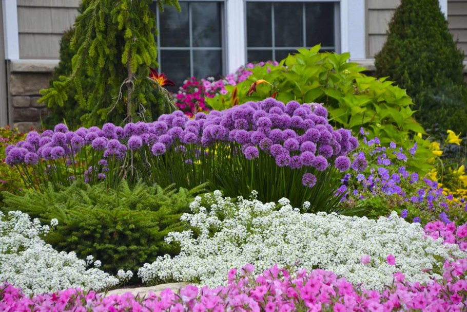 Скумпия Кожевенная (Cotinus coggygria &#96;Royal Purple&#96;)