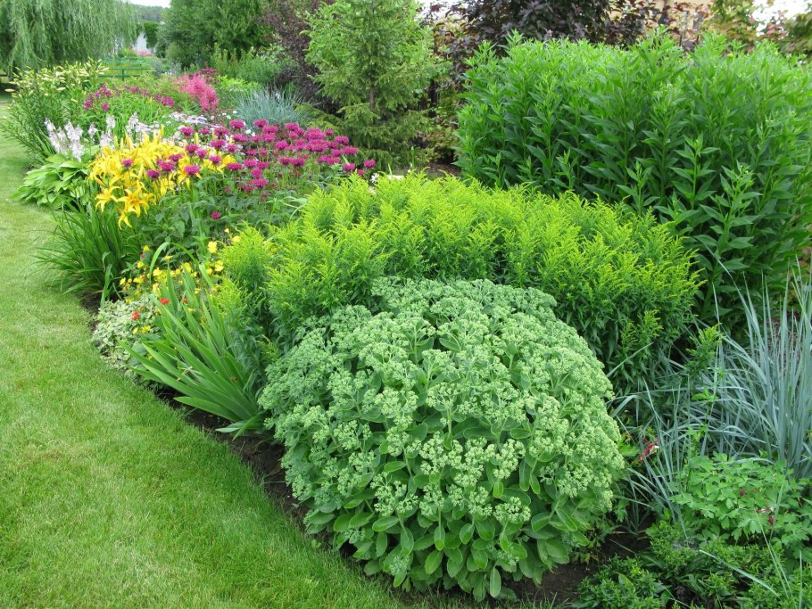 Аллиум котовник ландшафт