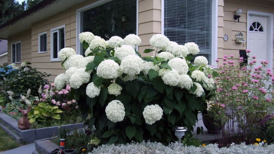 Гортензия Hydrangea