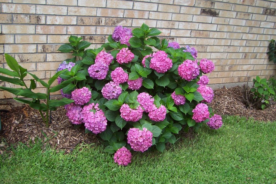 Hydrangea arborescens Emerald Lace