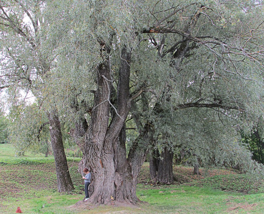 Ива белая (Salix Alba)