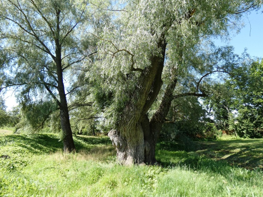 Ива, ветла, Ракита, Верба что