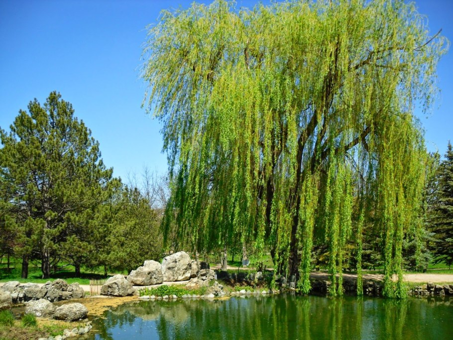 Ива белая (Salix Alba)