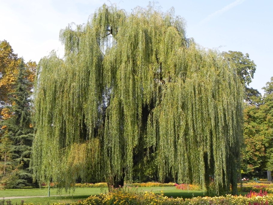 Ива белая Тристис Salix Alba &#96;tristis&#96;