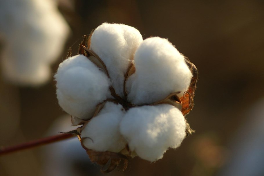 Хлопчатник (Gossypium)
